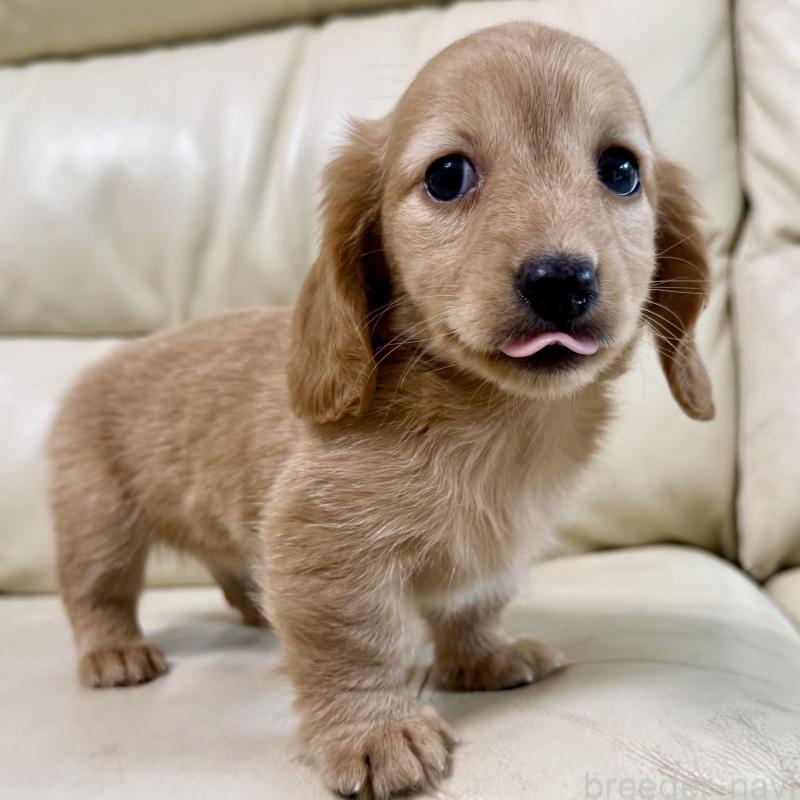 販売中ののカニンヘンダックスフンド(ロングヘアード)-424814