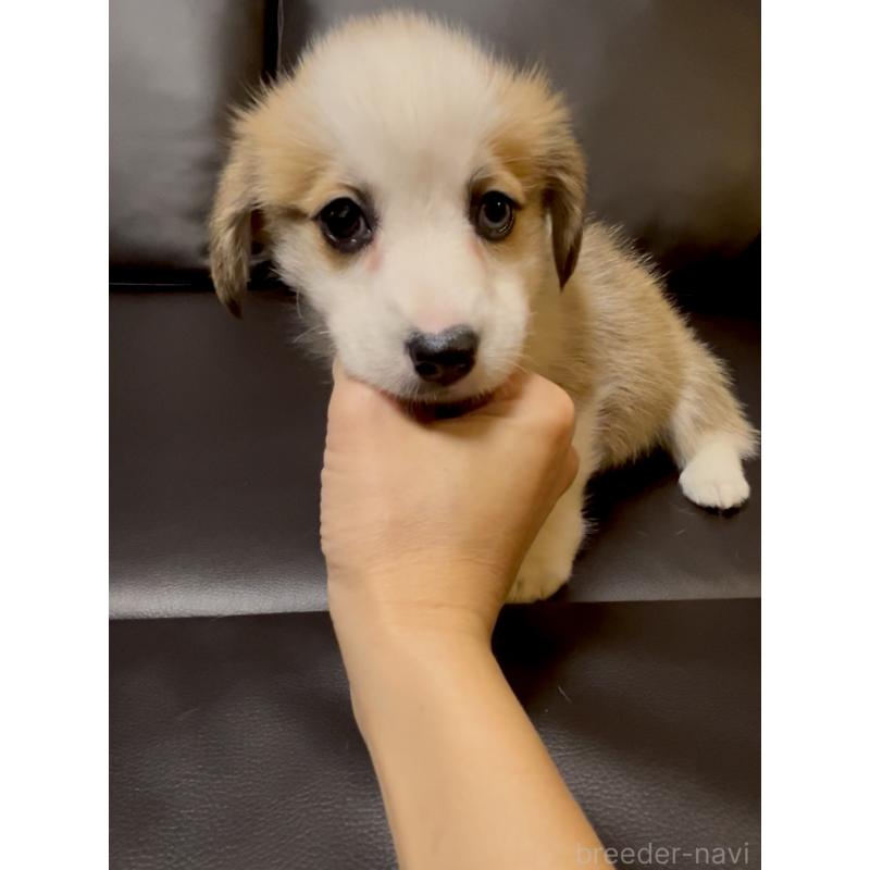 販売中の奈良県のウェルシュコーギーペンブローク-424815の11枚目