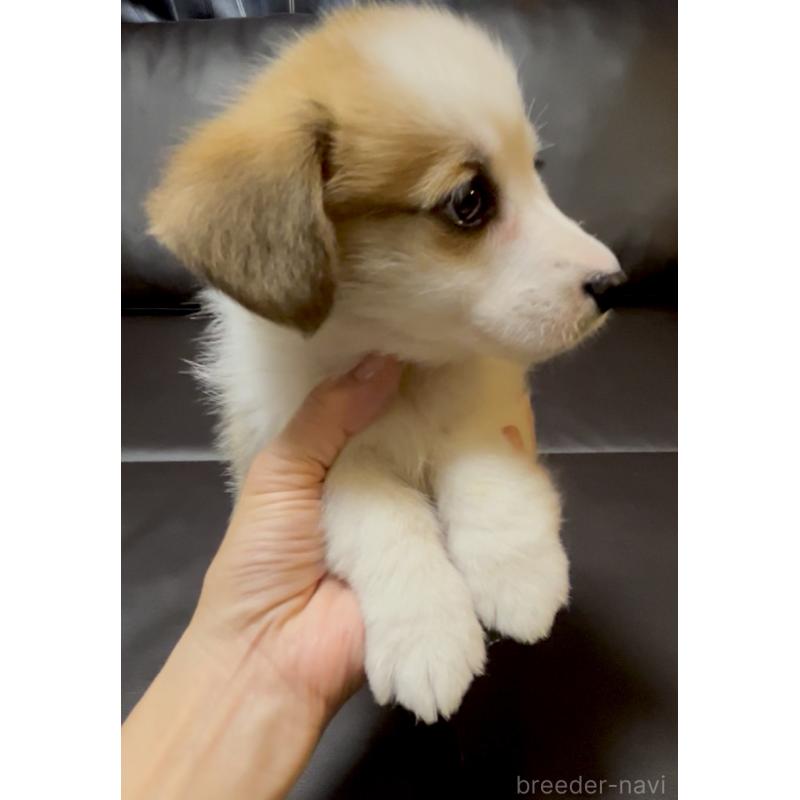 販売中の奈良県のウェルシュコーギーペンブローク-424815の10枚目