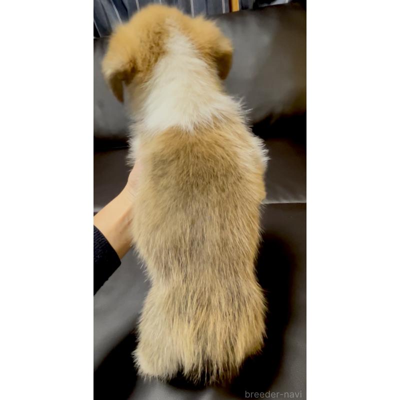 販売中の奈良県のウェルシュコーギーペンブローク-424815の9枚目