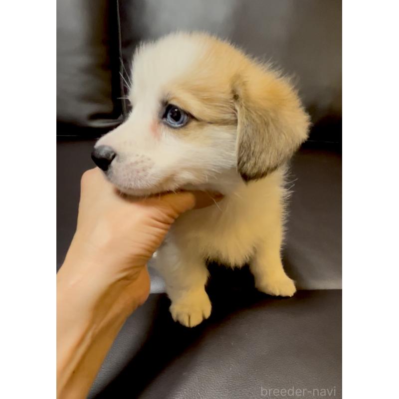 販売中の奈良県のウェルシュコーギーペンブローク-424815の8枚目