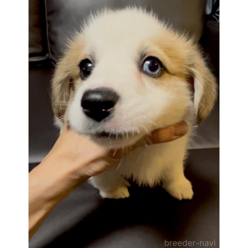 販売中の奈良県のウェルシュコーギーペンブローク-424815の7枚目