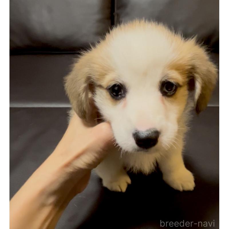 販売中の奈良県のウェルシュコーギーペンブローク-424815の6枚目