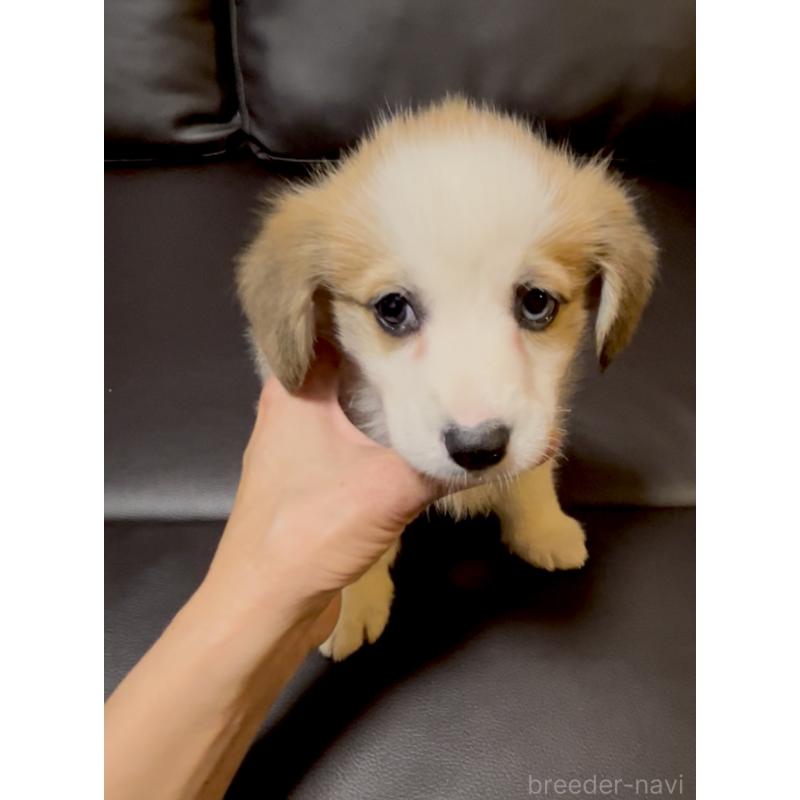 販売中の奈良県のウェルシュコーギーペンブローク-424815の5枚目