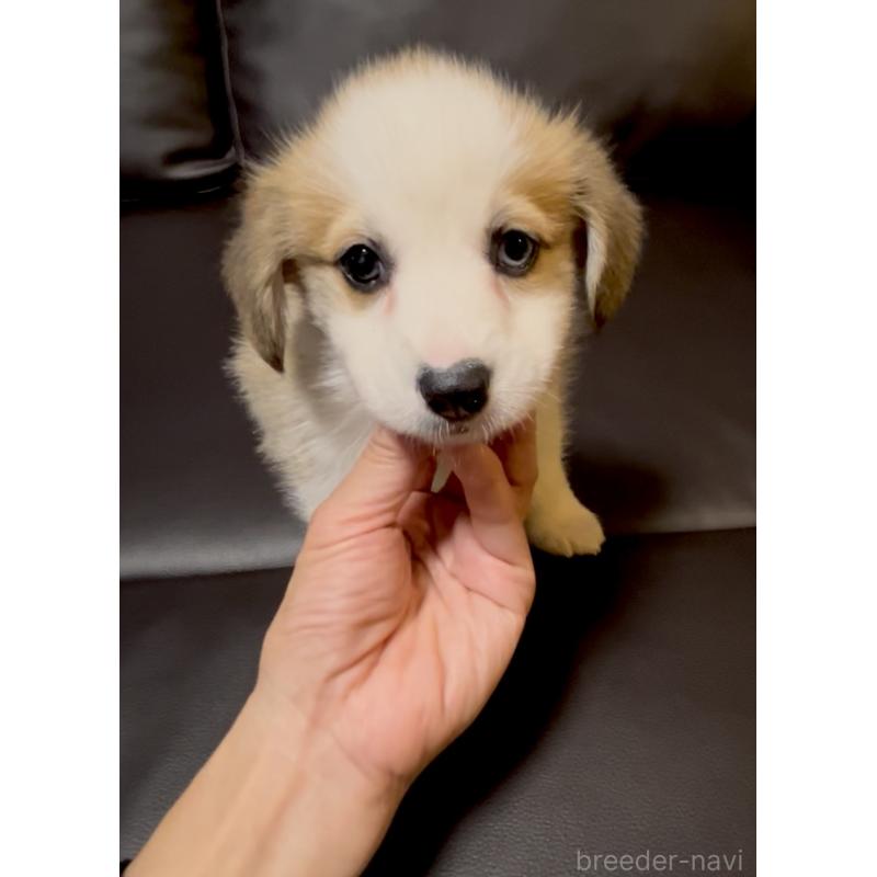 販売中の奈良県のウェルシュコーギーペンブローク-424815の4枚目