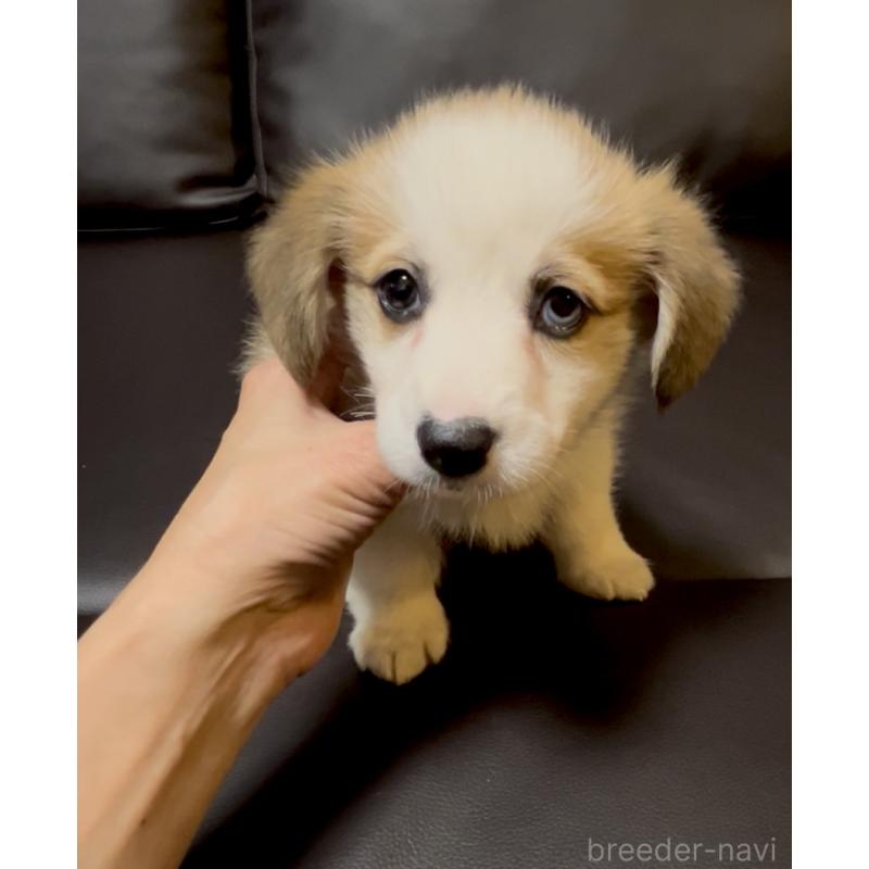 販売中の奈良県のウェルシュコーギーペンブローク-424815の3枚目