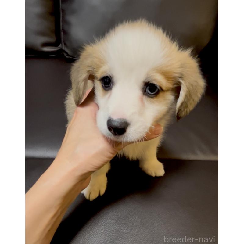 販売中の奈良県のウェルシュコーギーペンブローク-424815の2枚目