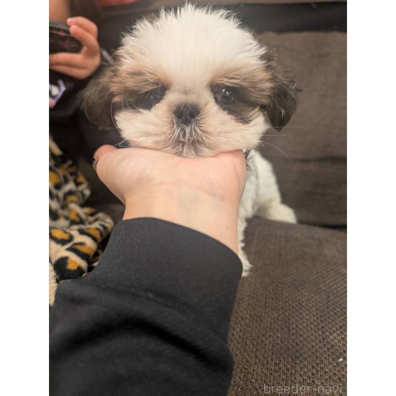 成約済の大阪府のシーズー-422513の4枚目