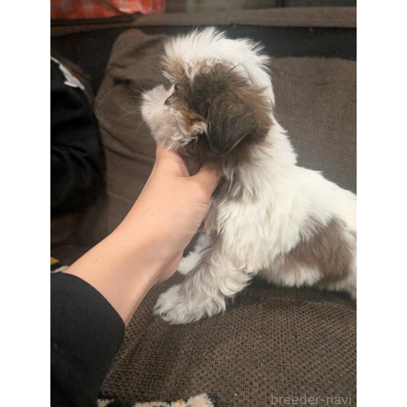 成約済の大阪府のシーズー-422513の3枚目