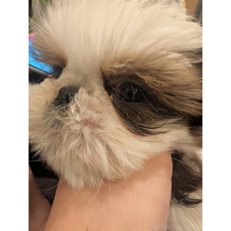 成約済の大阪府のシーズー-422513の2枚目