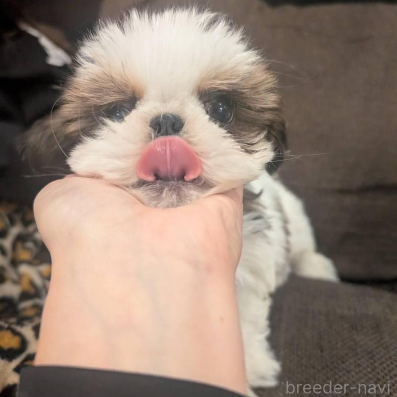 販売中の大阪府のシーズー-422513