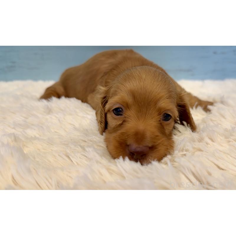 販売中の埼玉県のミニチュアダックスフンド(ロングヘアード)-424817の12枚目