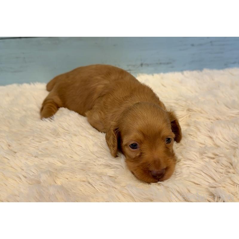 販売中の埼玉県のミニチュアダックスフンド(ロングヘアード)-424817の11枚目