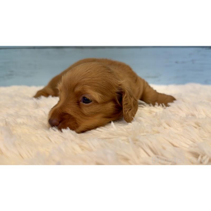 販売中の埼玉県のミニチュアダックスフンド(ロングヘアード)-424817の10枚目