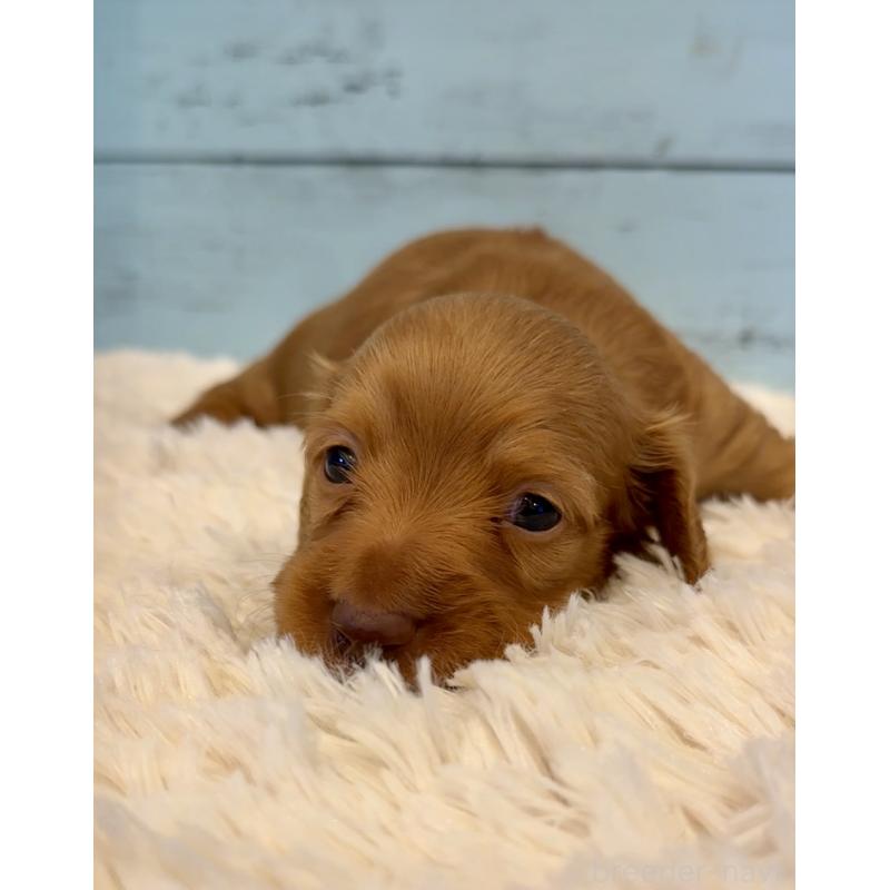 販売中の埼玉県のミニチュアダックスフンド(ロングヘアード)-424817の9枚目