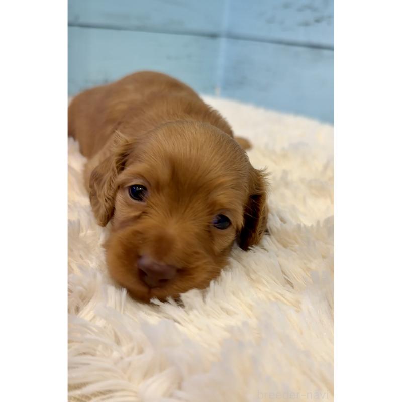 販売中の埼玉県のミニチュアダックスフンド(ロングヘアード)-424817の8枚目