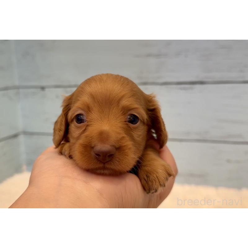 販売中の埼玉県のミニチュアダックスフンド(ロングヘアード)-424817の7枚目