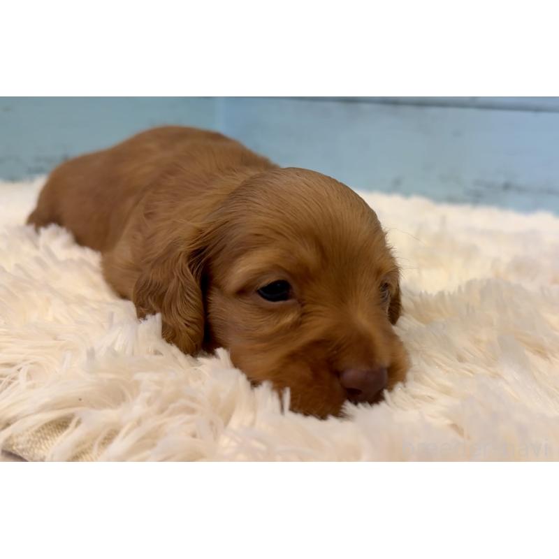 販売中の埼玉県のミニチュアダックスフンド(ロングヘアード)-424817の6枚目