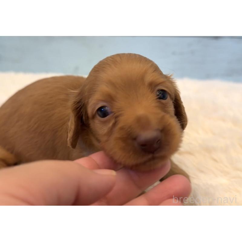 販売中の埼玉県のミニチュアダックスフンド(ロングヘアード)-424817の5枚目