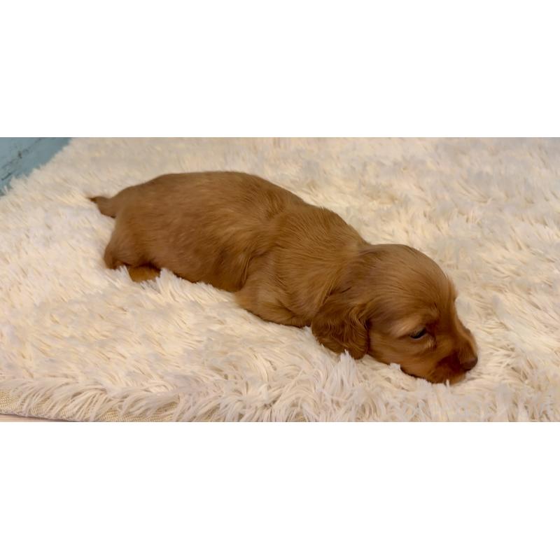 販売中の埼玉県のミニチュアダックスフンド(ロングヘアード)-424817の4枚目