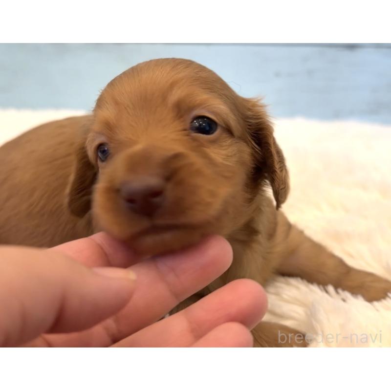 販売中の埼玉県のミニチュアダックスフンド(ロングヘアード)-424817の3枚目