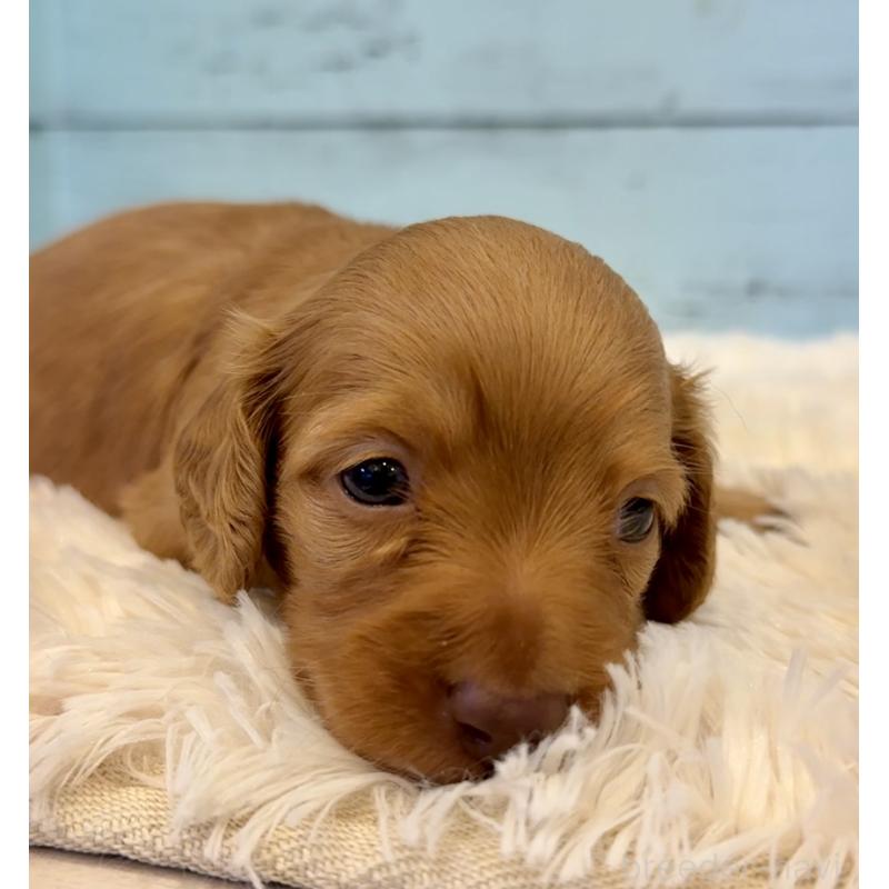 販売中の埼玉県のミニチュアダックスフンド(ロングヘアード)-424817の2枚目