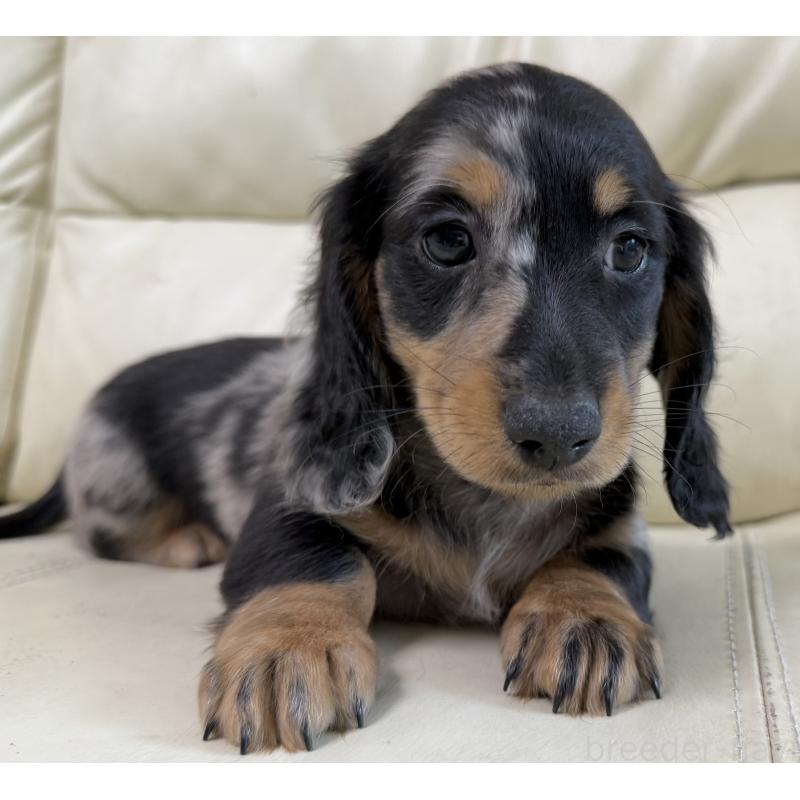 販売中の宮崎県のミニチュアダックスフンド(ロングヘアード)-424816の9枚目