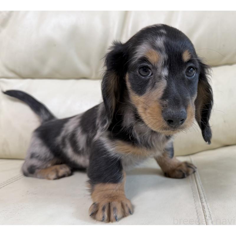 販売中の宮崎県のミニチュアダックスフンド(ロングヘアード)-424816の8枚目