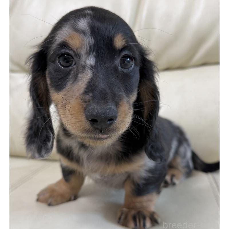 販売中の宮崎県のミニチュアダックスフンド(ロングヘアード)-424816の7枚目