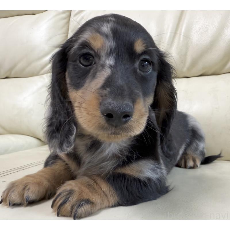 販売中の宮崎県のミニチュアダックスフンド(ロングヘアード)-424816の6枚目