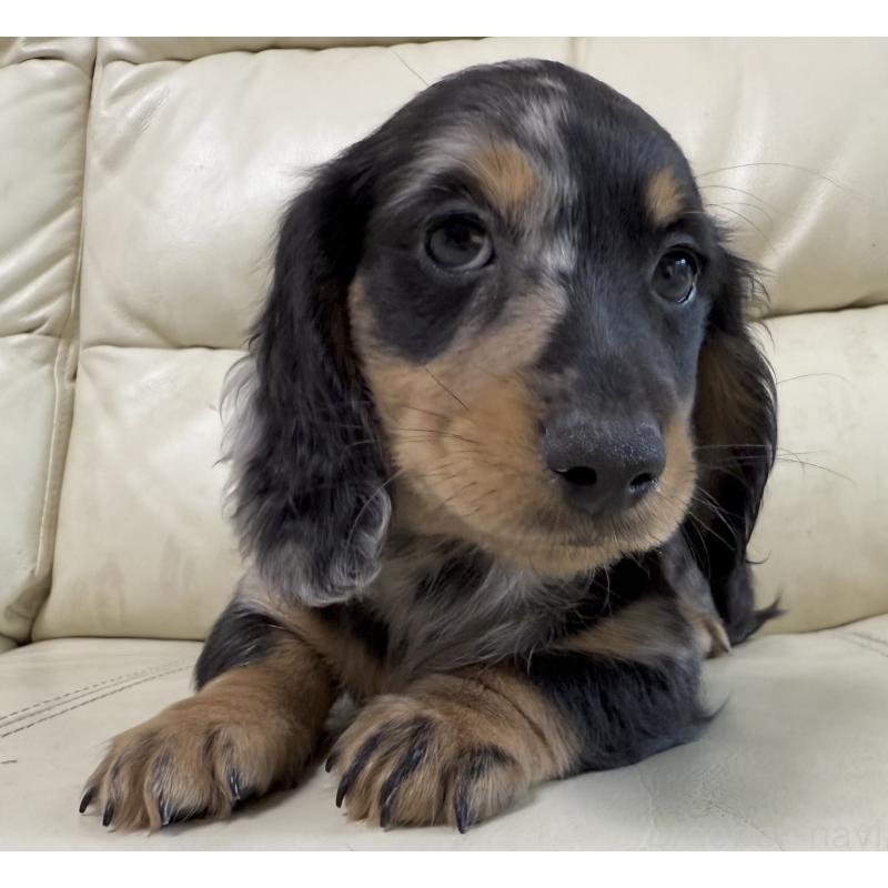 販売中の宮崎県のミニチュアダックスフンド(ロングヘアード)-424816の5枚目