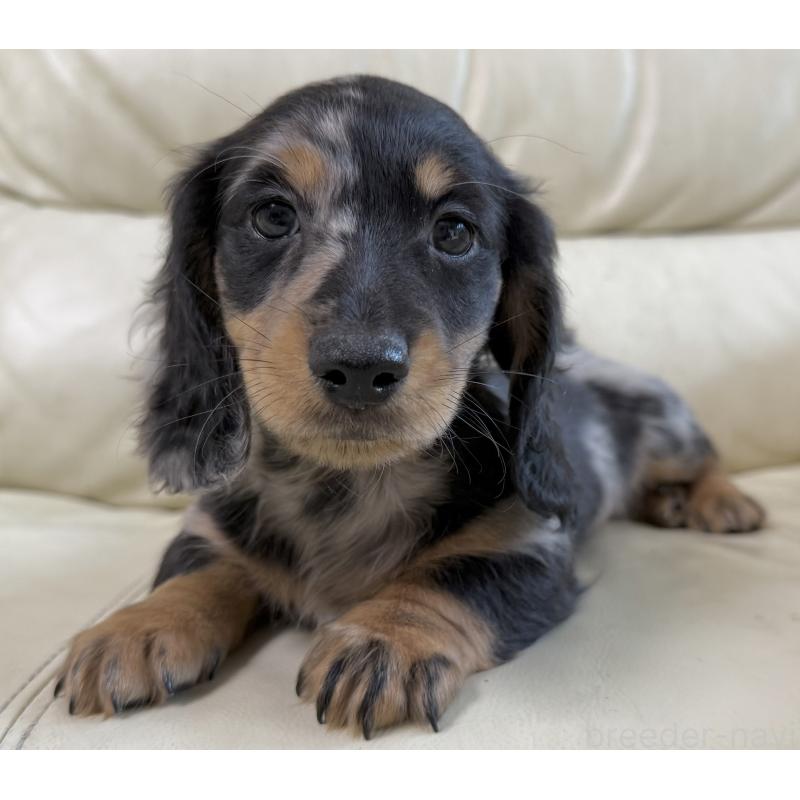 販売中の宮崎県のミニチュアダックスフンド(ロングヘアード)-424816の3枚目