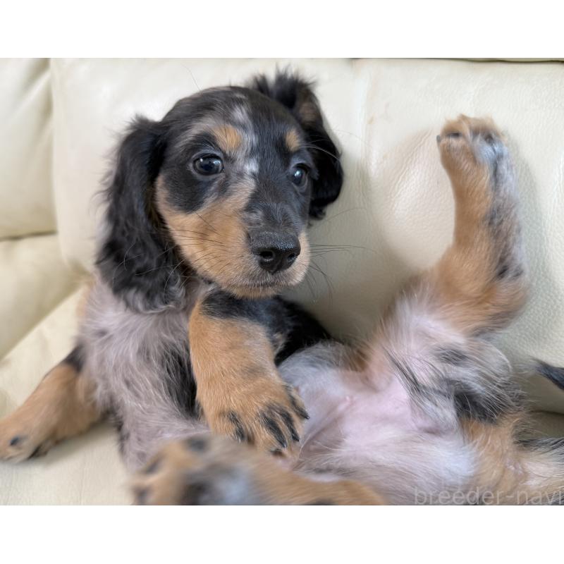 販売中の宮崎県のミニチュアダックスフンド(ロングヘアード)-424816の2枚目