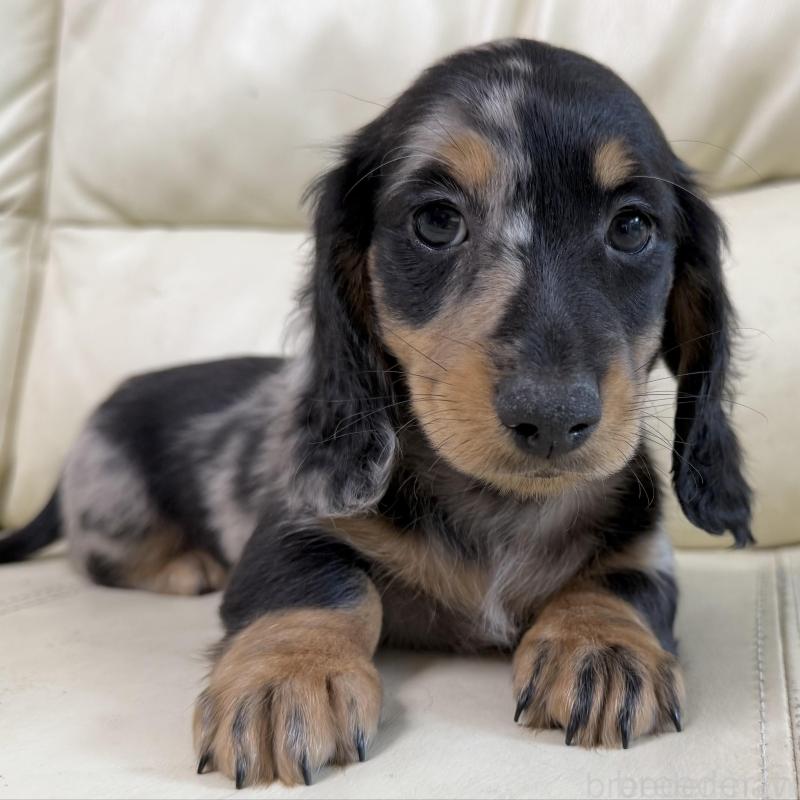販売中の宮崎県のミニチュアダックスフンド(ロングヘアード)-424816