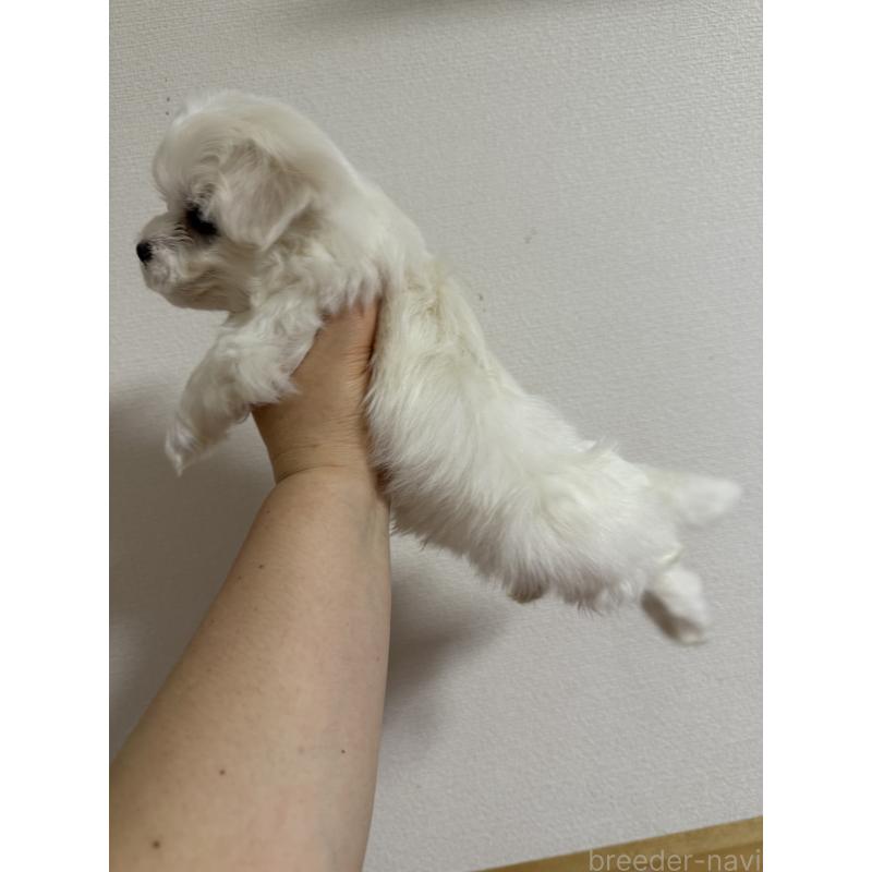 成約済の山形県のミックス犬-423372の2枚目