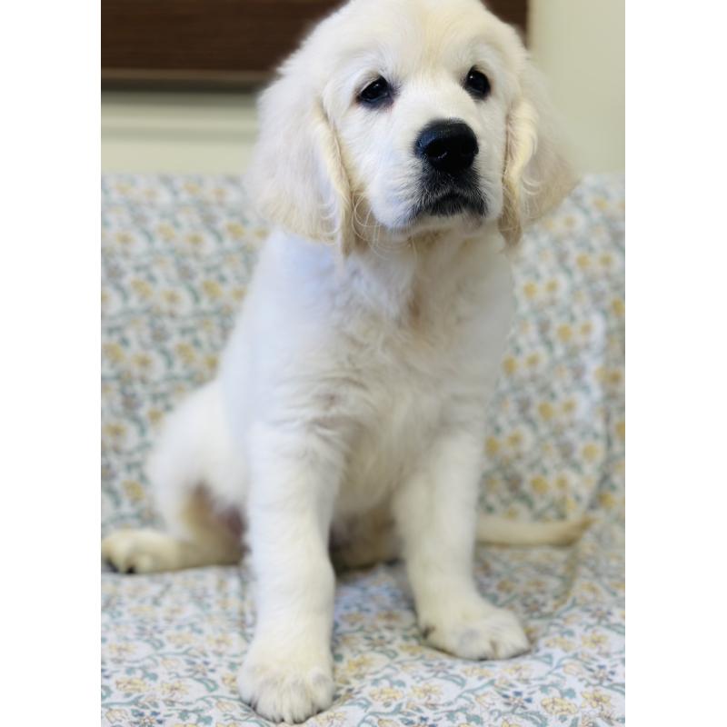 販売中の群馬県のゴールデンレトリーバー-424818の5枚目