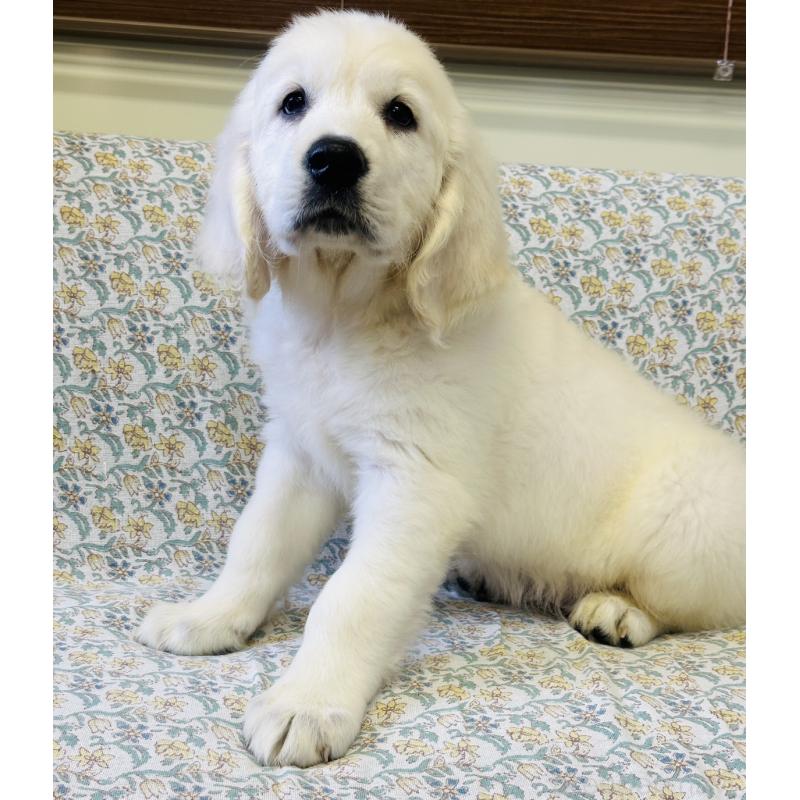 販売中の群馬県のゴールデンレトリーバー-424818の4枚目