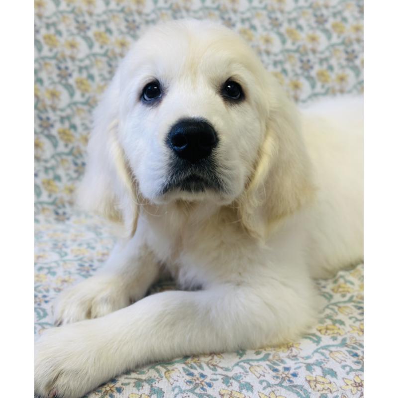 販売中の群馬県のゴールデンレトリーバー-424818の3枚目