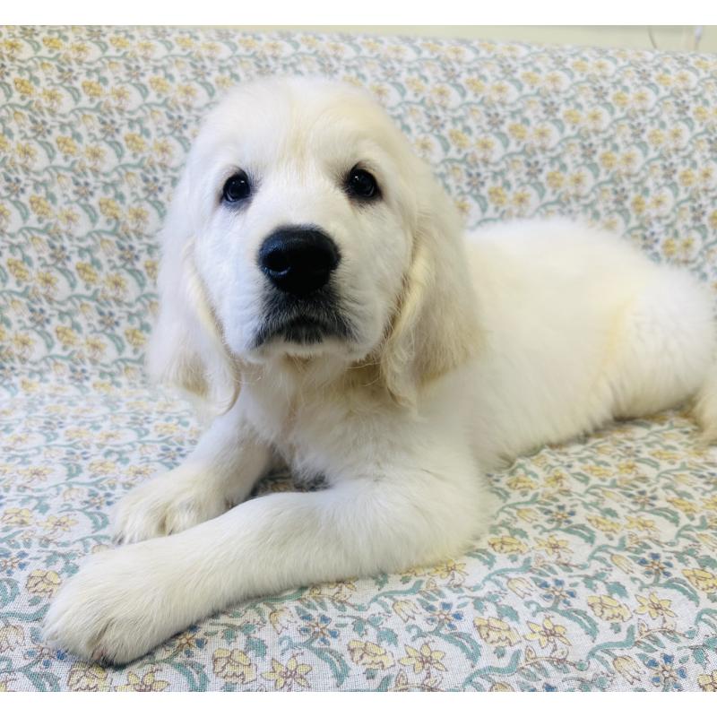 販売中の群馬県のゴールデンレトリーバー-424818の2枚目