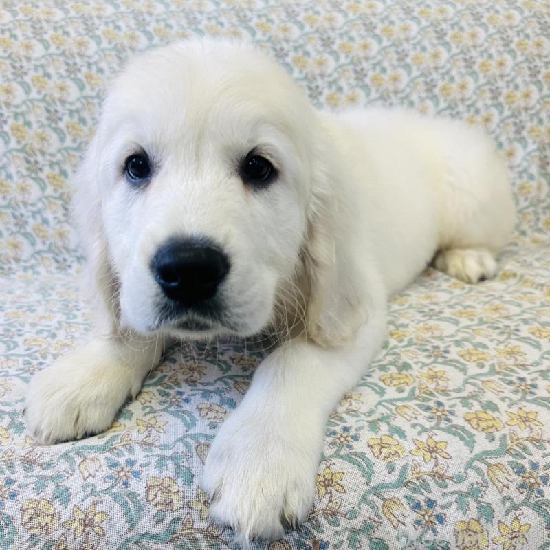 販売中の群馬県のゴールデンレトリーバー-424818