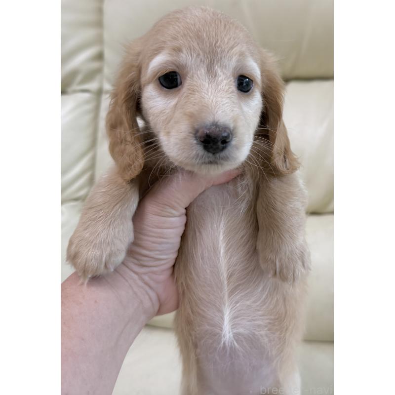 販売中の宮崎県のミニチュアダックスフンド(ロングヘアード)-424820の13枚目