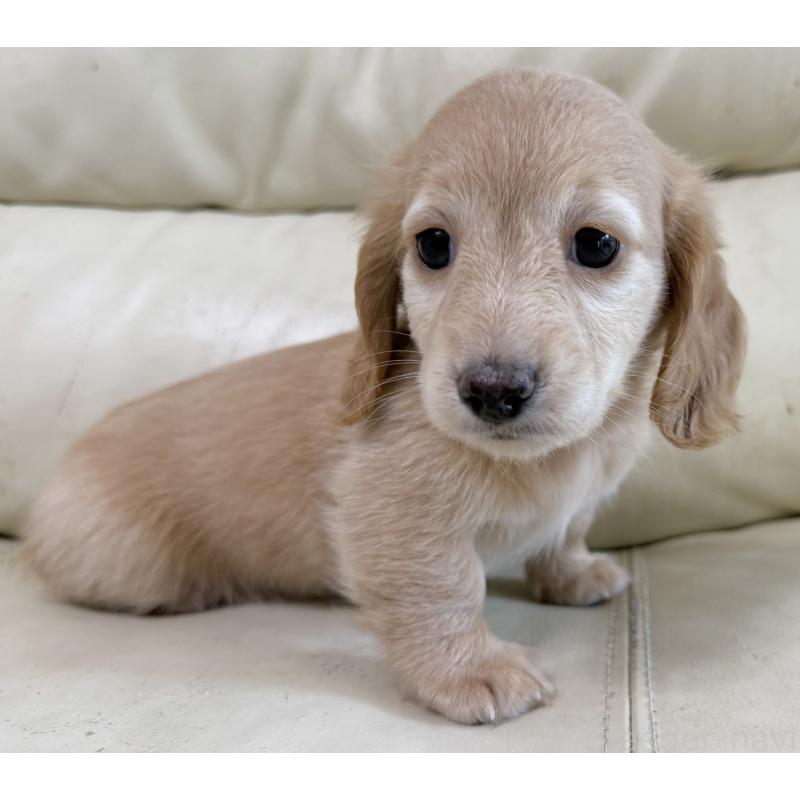 販売中の宮崎県のミニチュアダックスフンド(ロングヘアード)-424820の12枚目