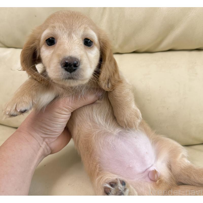 販売中の宮崎県のミニチュアダックスフンド(ロングヘアード)-424820の11枚目