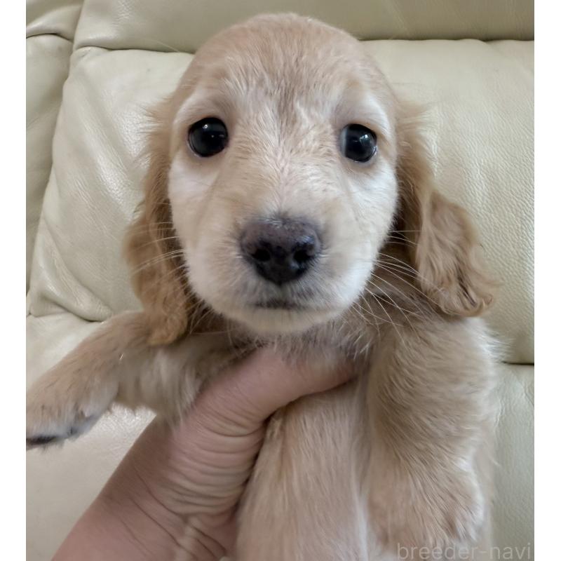 販売中の宮崎県のミニチュアダックスフンド(ロングヘアード)-424820の10枚目