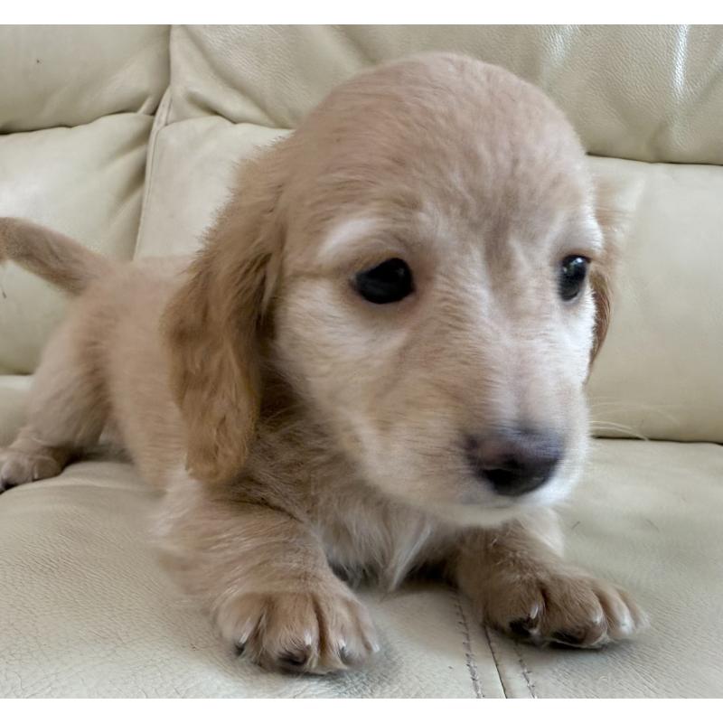 販売中の宮崎県のミニチュアダックスフンド(ロングヘアード)-424820の9枚目