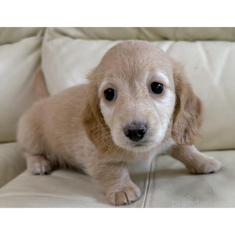 販売中の宮崎県のミニチュアダックスフンド(ロングヘアード)-424820の8枚目