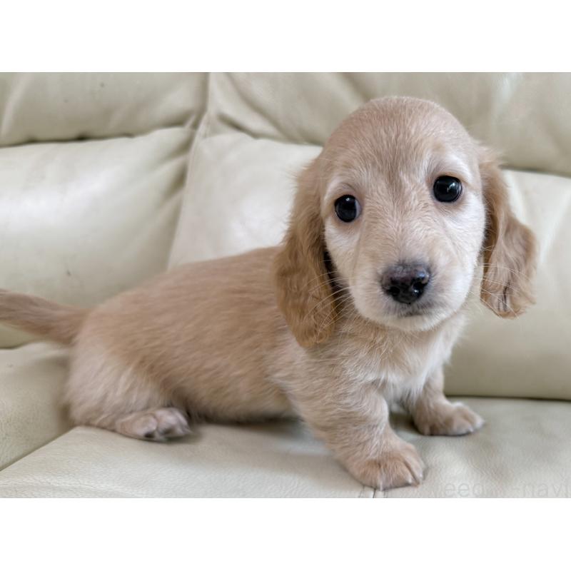 販売中の宮崎県のミニチュアダックスフンド(ロングヘアード)-424820の7枚目