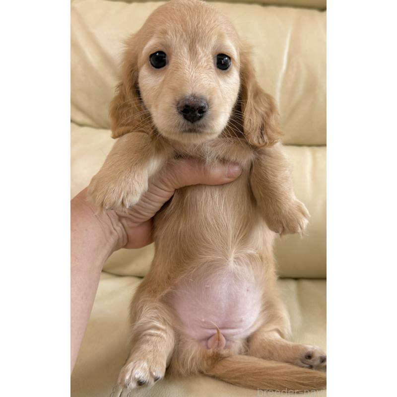 販売中の宮崎県のミニチュアダックスフンド(ロングヘアード)-424820の6枚目