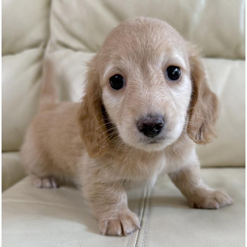 販売中の宮崎県のミニチュアダックスフンド(ロングヘアード)-424820の5枚目