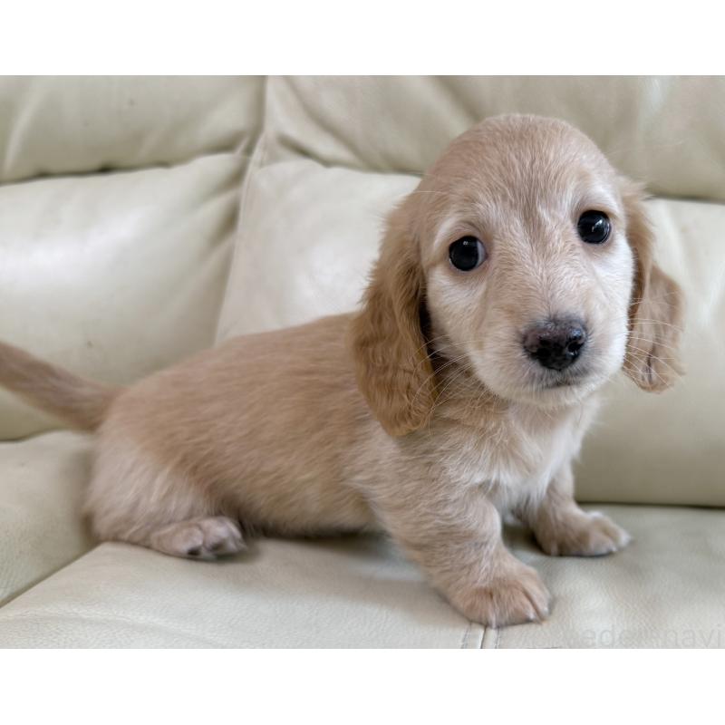 販売中の宮崎県のミニチュアダックスフンド(ロングヘアード)-424820の4枚目